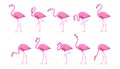 Flat Flamingo. Exotic tropical bird in a flat style. Set of flamingos. Exotic animals. Royalty Free Stock Photo